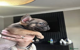 French Bulldog dogs for sale: French bulldog puppies  - Image 14