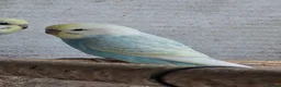 Mixed Breed birds for sale: Budgies for sale  - Advert 37