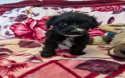 Mixed Breed dogs for sale: F1b cockapoo - Image 10