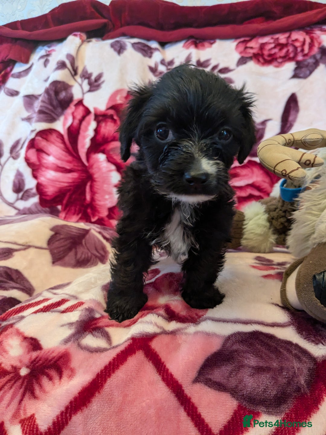Mixed Breed dogs for sale: F1b cockapoo - Image 10