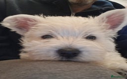 West Highland Terrier dogs for sale: KC Reg Quality West Highland Terrier Puppies  - Image 19