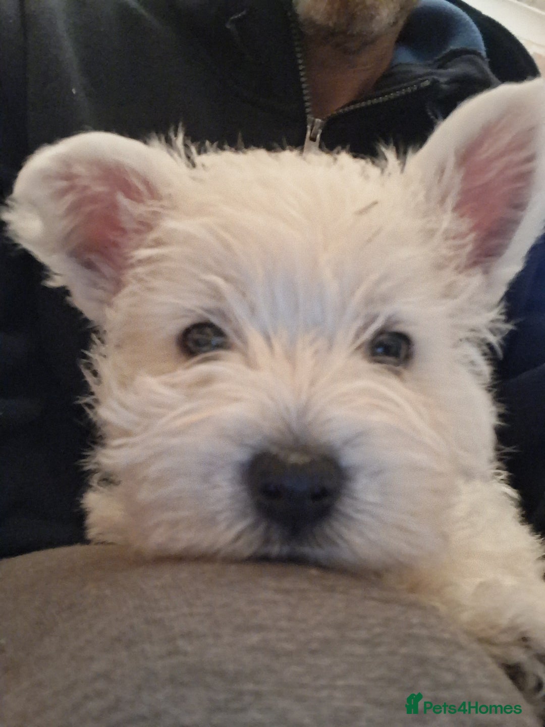 West Highland Terrier dogs for sale: KC Reg Quality West Highland Terrier Puppies  - Image 19