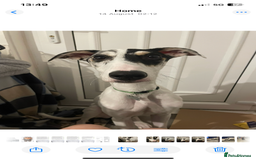 Mixed Breed dogs for sale: Flash  - Image 10