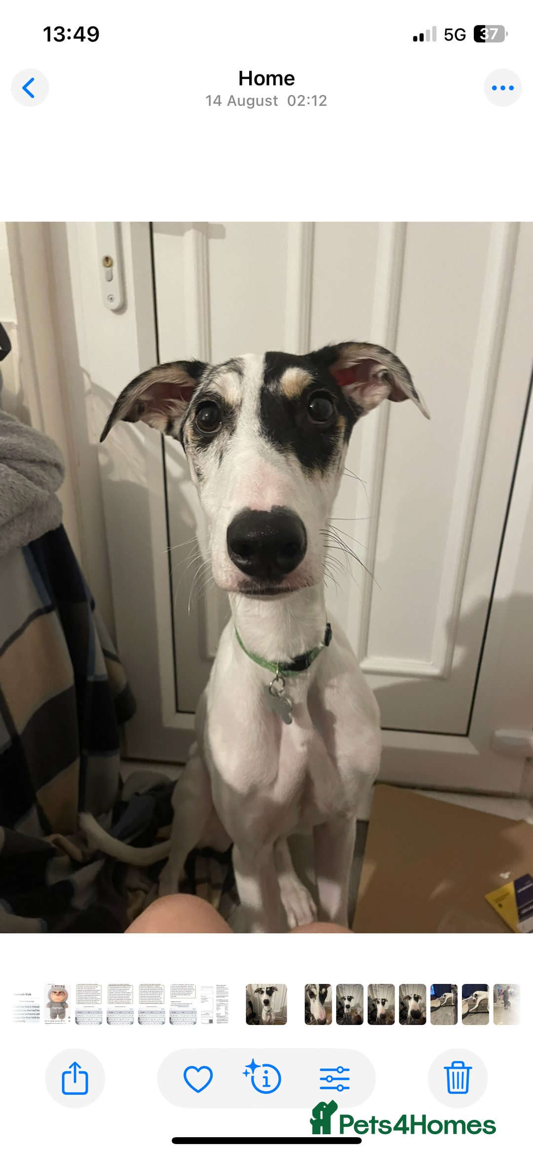Mixed Breed dogs for sale: Flash  - Image 10