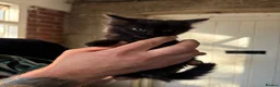Mixed Breed cats for sale: 6 beautiful mixed kittens  - Advert 3