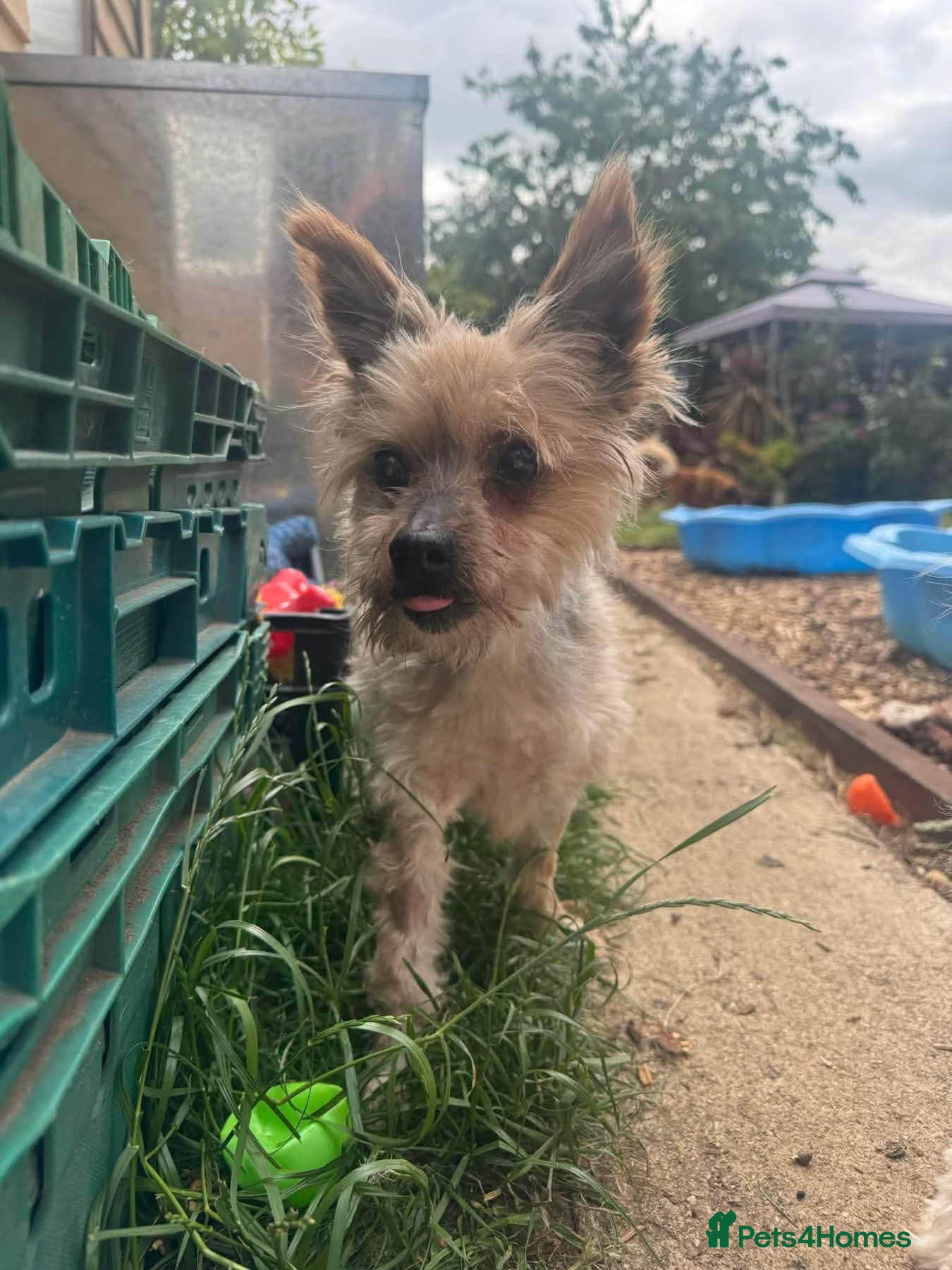 Mixed Breed dogs for adoption: Brantis -Hingham Norfolk  in Norwich - Advert 2