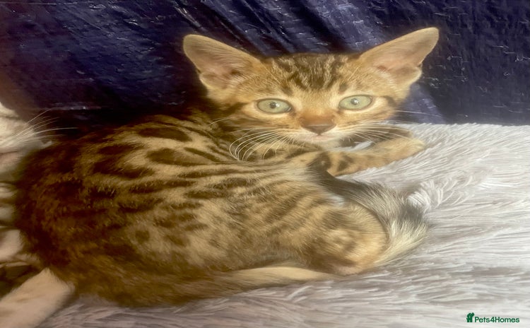 Bengal cats - Advert 2