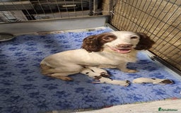 English Springer Spaniel dogs for sale: Working springer spaniel puppies  - Image 5