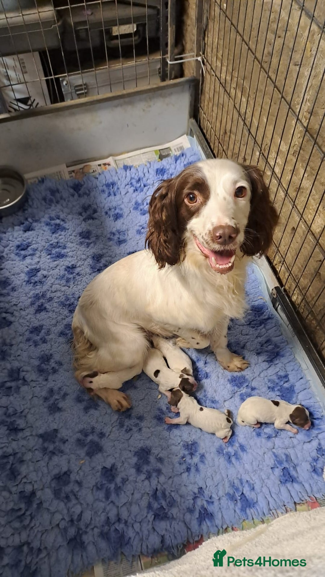 English Springer Spaniel dogs for sale: Working springer spaniel puppies  - Image 5