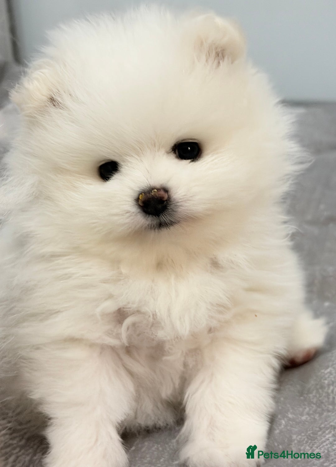 Pomeranian dogs for sale: Stunning KC littler of mini white pom puppy boy - Advert 2
