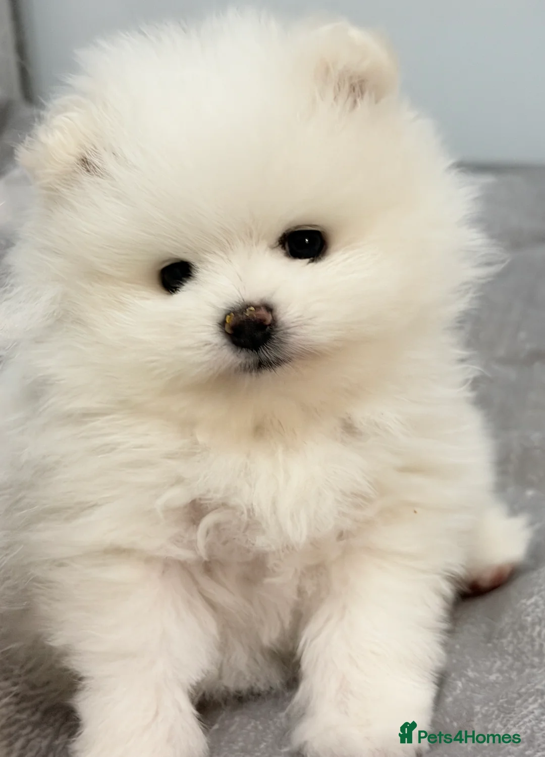 Pomeranian dogs for sale: Stunning KC litter of fluffy white Pom puppy boy - Advert 3