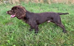 Cocker Spaniel dogs for sale: Outstandingly bred stunning worker cocker spaniels - Image 16