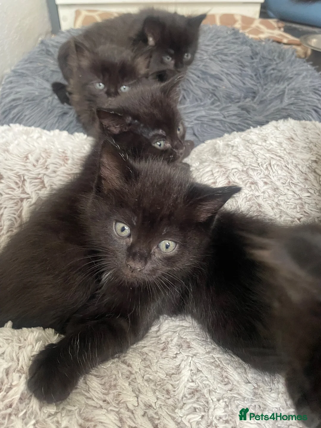 Mixed Breed cats for sale: Ragdoll x kittens  - Advert 2