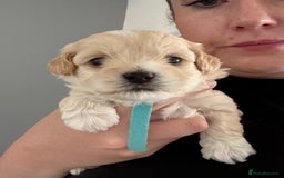 Maltipoo dogs for sale: Beautiful Male Maltipoo F1 Pups - Image 23