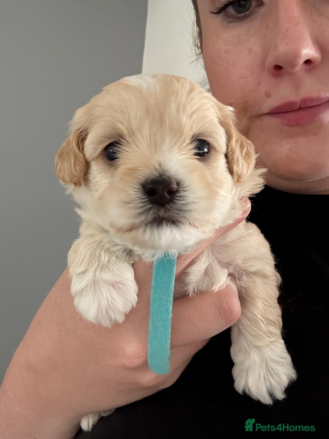 Maltipoo dogs for sale: Beautiful Male Maltipoo F1 Pups - Image 23