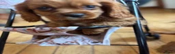 Cavalier King Charles Spaniel dogs for sale: Cavalier King Charles  - Advert 8