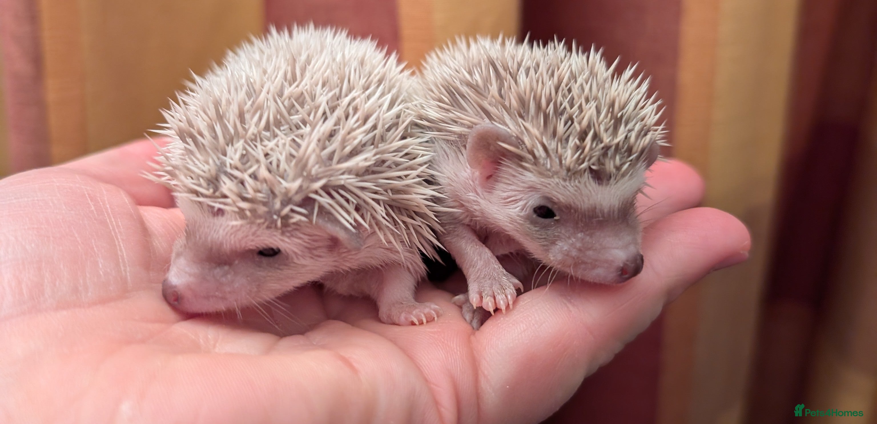 Pygmy Hedgehog rodents Little girls - Advert 2