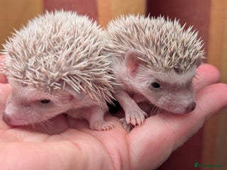 Pygmy Hedgehog rodents Little girls - Advert 2