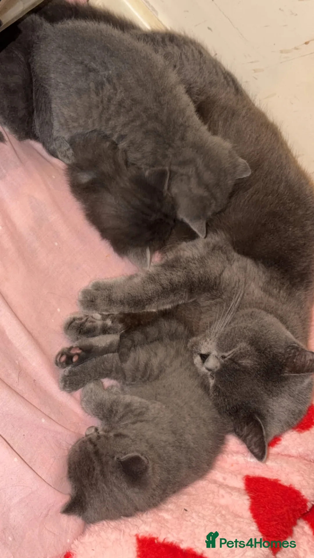 British Shorthair cats for sale: Beautiful British shorthair kittens  - Advert 1