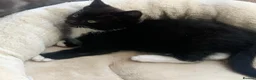 Mixed Breed cats for sale: 1 Beautiful Female Kitten Left  - Advert 7