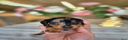Dachshund dogs for sale: 💙Miniature Dachshund puppies! First litter!🩷  - Advert 23