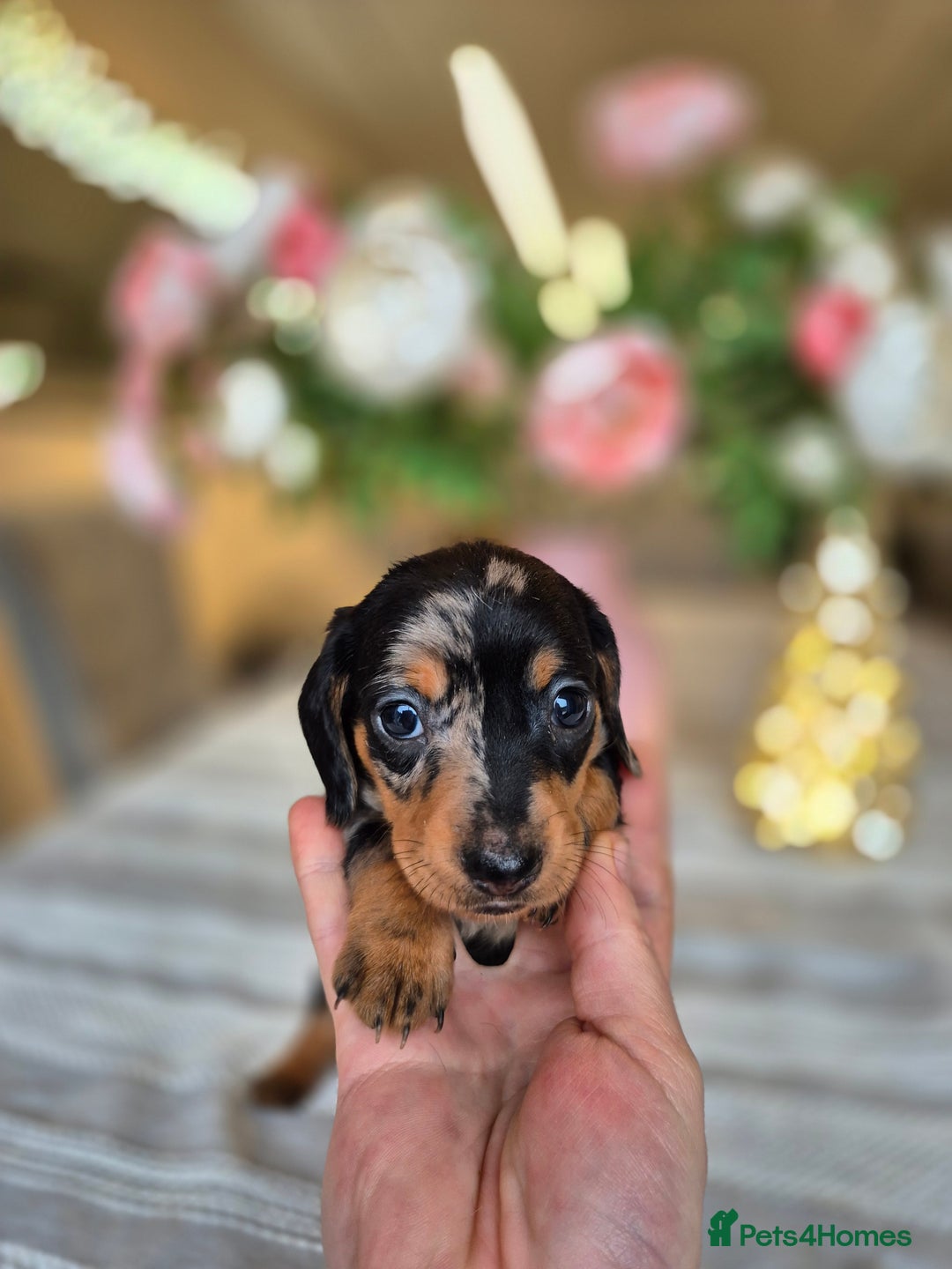 Dachshund dogs for sale: 💙Miniature Dachshund puppies! First litter!🩷  - Advert 23