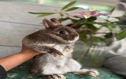 Netherland Dwarf rabbits for sale:  🌼(1yo) pedigree ND not-spayed free roam🌼 in Harrow - Image 8