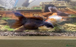 Goldfish fish for sale: Oranda goldfish  - Image 3
