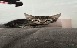 Mixed Breed cats for sale: 4 fluffy kittens for sale - Image 2