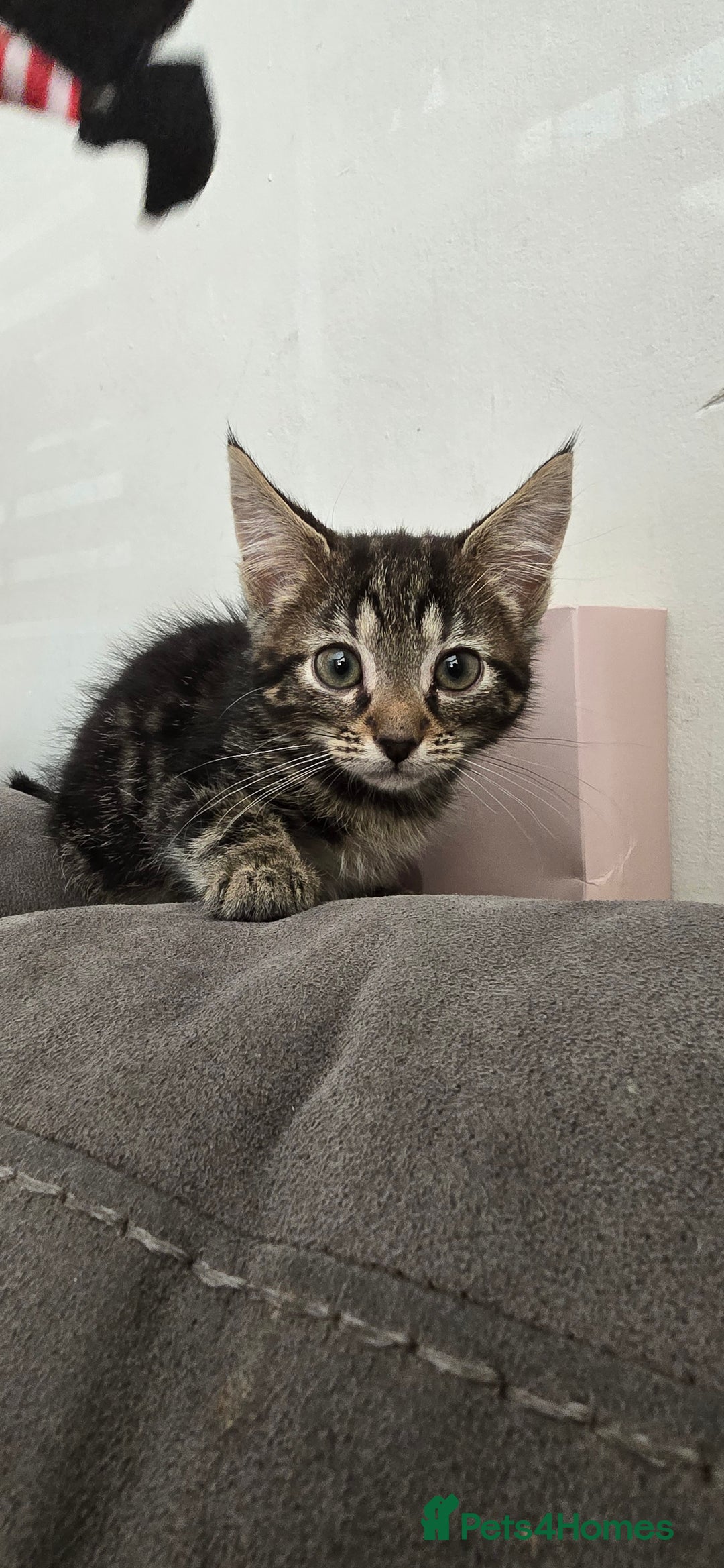 Mixed Breed cats for sale: 4 fluffy kittens for sale - Image 2