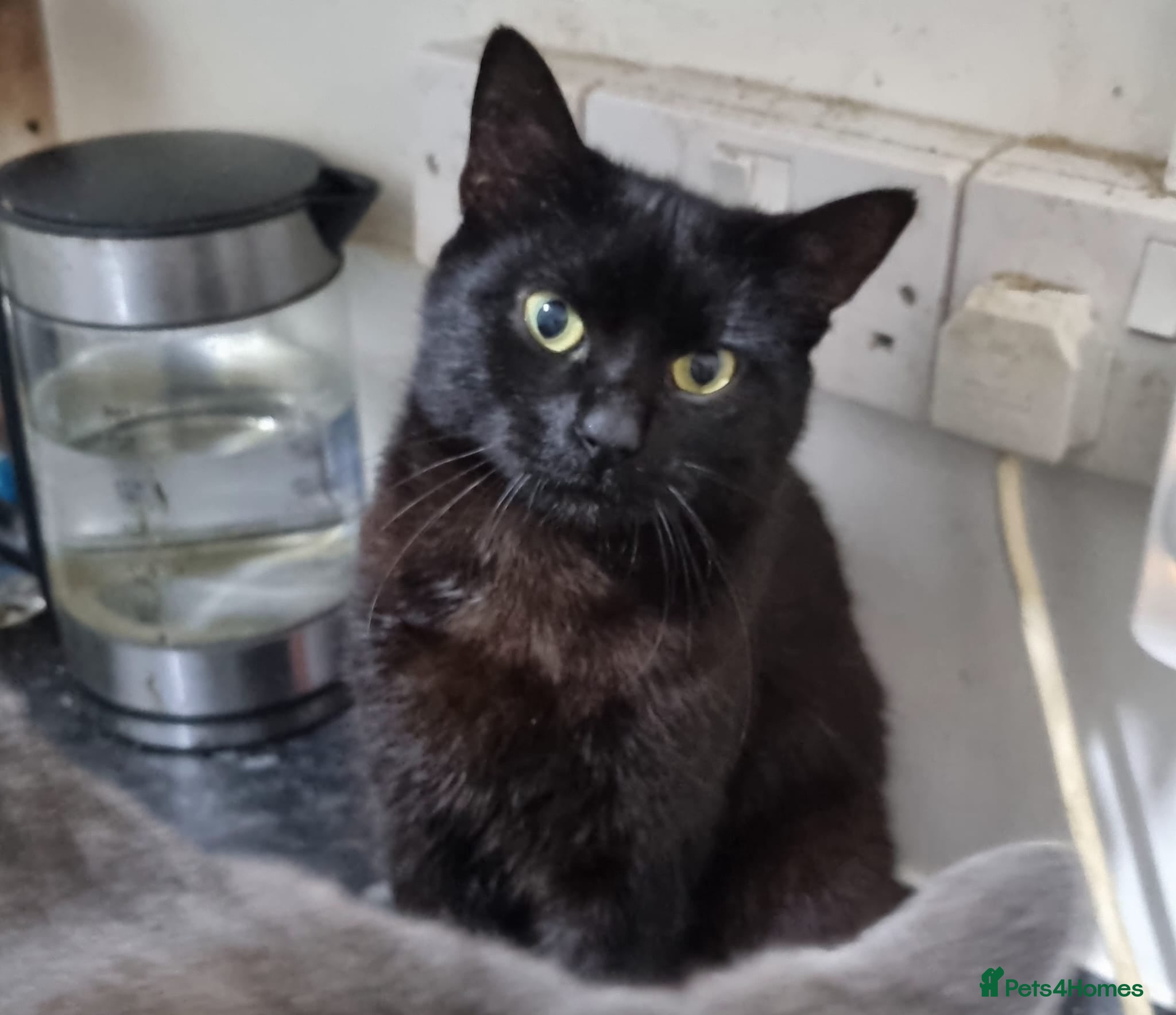 Mixed Breed cats Bonded brothers  - Advert 2