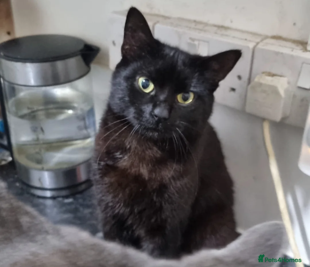 Mixed Breed cats for sale: Bonded brothers  - Advert 1