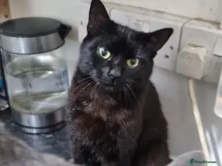 Mixed Breed cats Bonded brothers - Advert 2