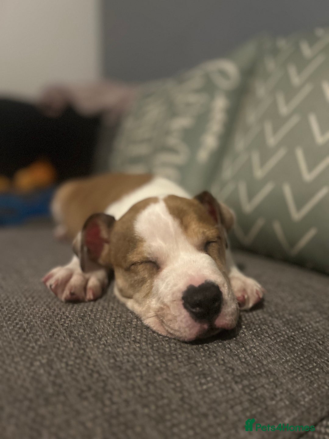 Mixed Breed dogs for sale: Staff x bulldog  - Advert 16