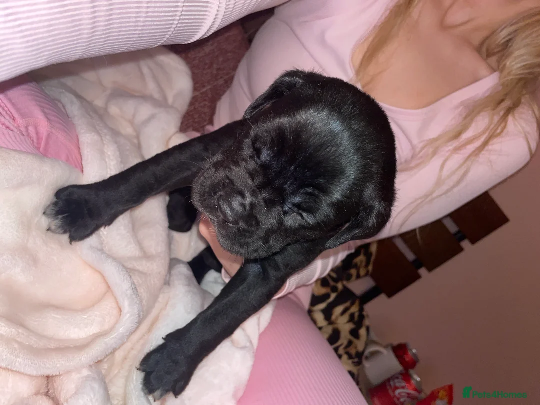 Cane Corso dogs for sale: Came corso - Advert 12