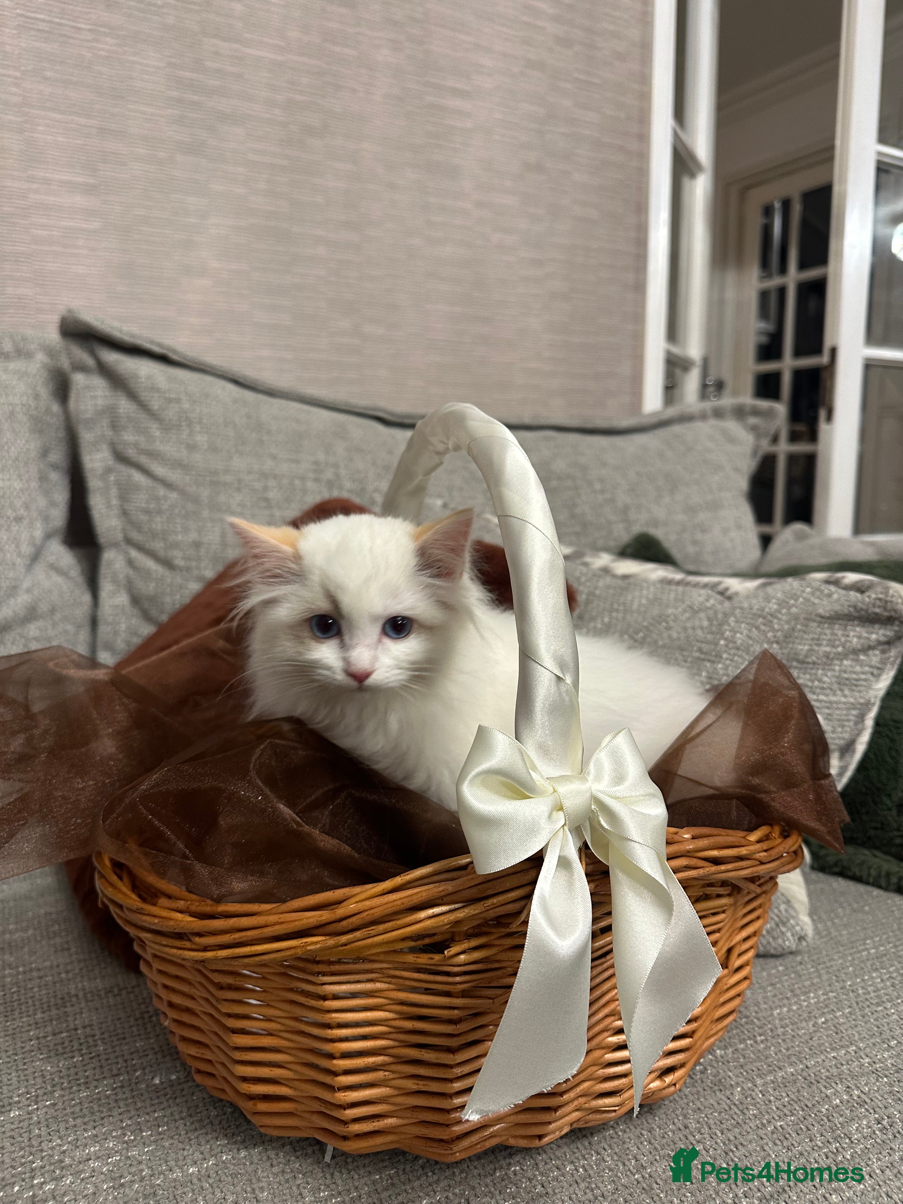 Ragdoll cats Gorgeous full pedigree ragdoll kittens 1 GIRL LEFT - Advert 3