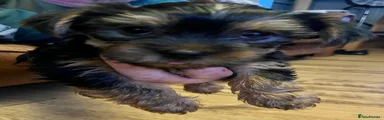 Yorkshire Terrier Puppy 2