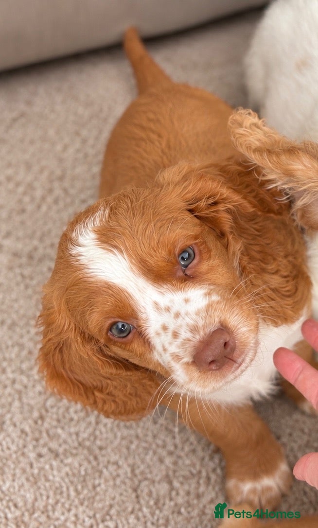 Cocker Spaniel dogs HEALTH CLEAR /KC WORKING COCKER SPANIEL PUPPIES - Advert 2