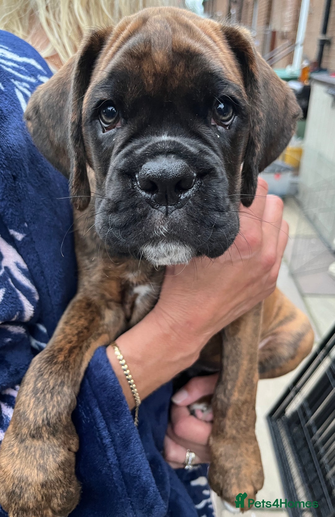 Boxer dogs for sale: READY TO GO - Chunky KC registered Boxer pups - Image 18