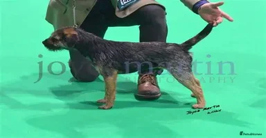 Border Terrier dogs - Advert 15