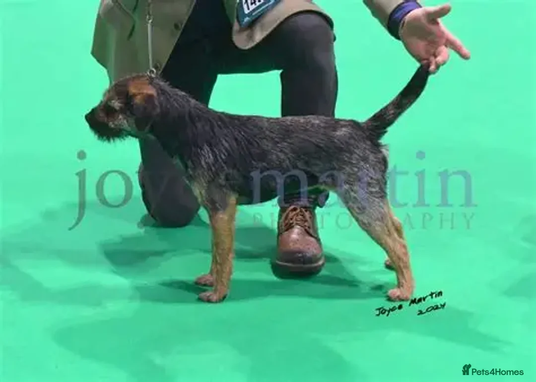 Border Terrier dogs for sale: Kc Reg Border Terrier Pup for sale - Image 3