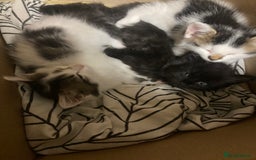 Turkish Angora cats for sale: 3 beautiful kittens ready to find a loving home  - Image 17