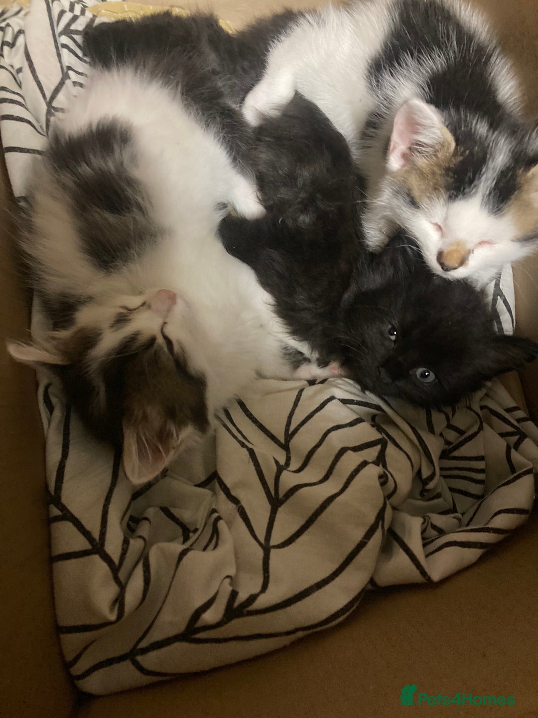 Turkish Angora cats for sale: 3 beautiful kittens ready to find a loving home  - Image 17