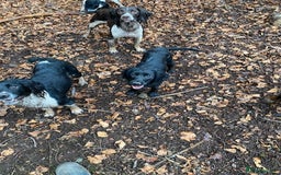 English Springer Spaniel dogs for sale: block coloured black & white springer bitch  - Image 3