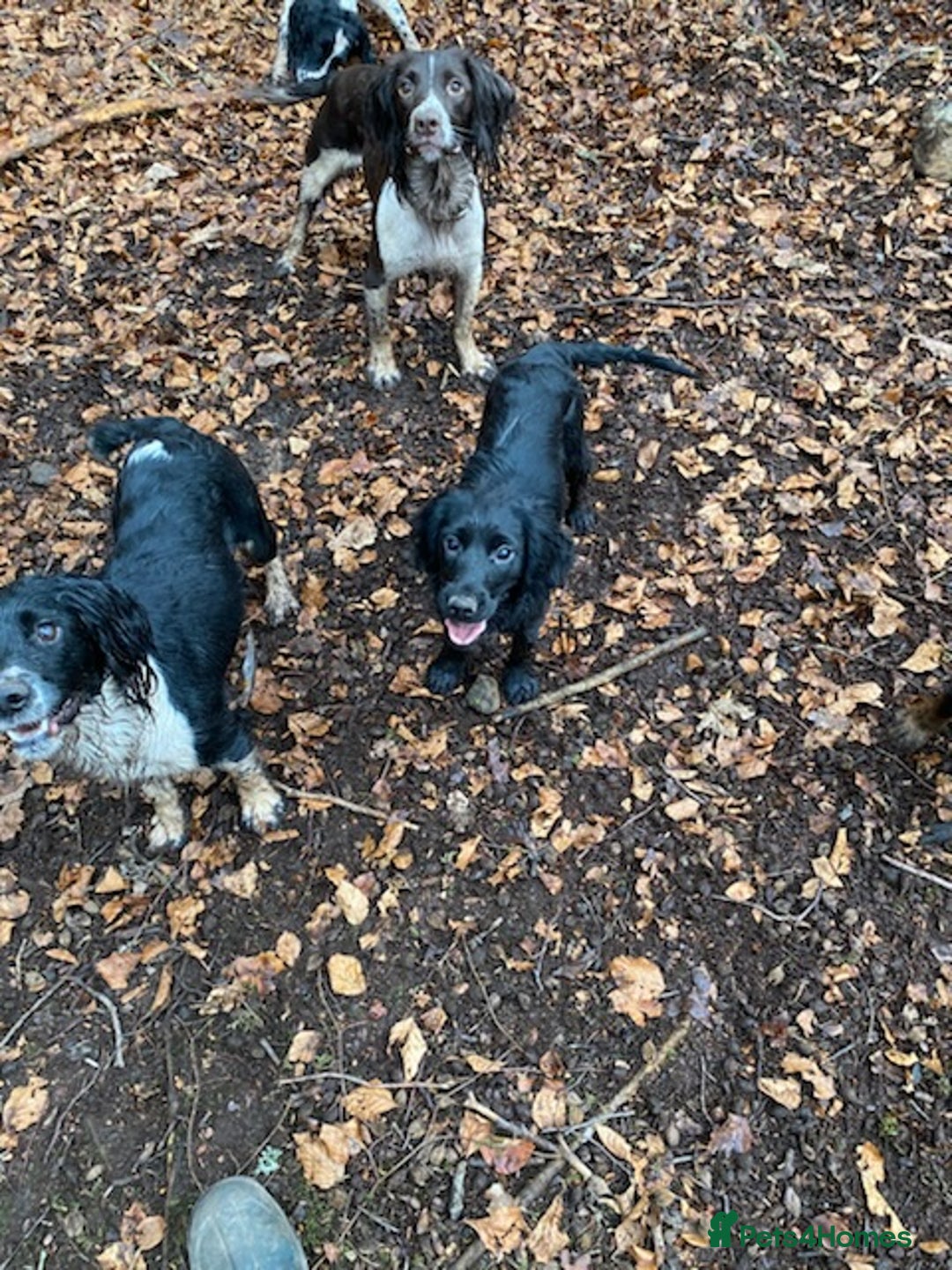 English Springer Spaniel dogs for sale: block coloured black & white springer bitch  - Image 3