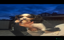 Cavalier King Charles Spaniel dogs for stud: Kc dna clear cavalier boy for stud  in Huddersfield - Image 16