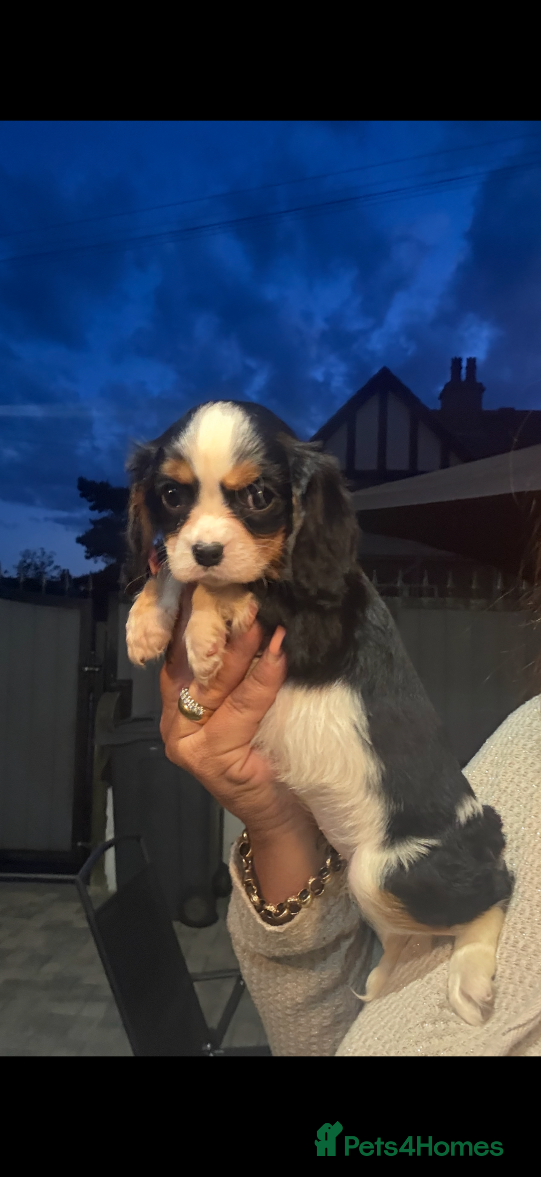 Cavalier King Charles Spaniel dogs for stud: Kc dna clear cavalier boy for stud  in Huddersfield - Image 16
