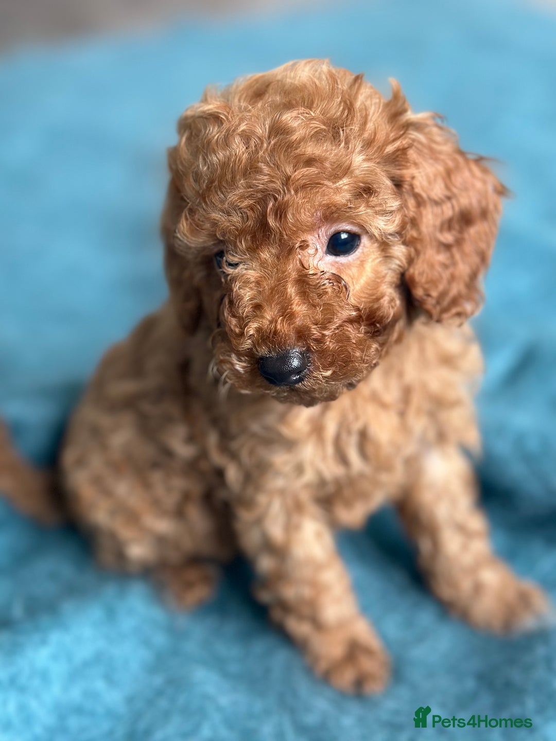 Miniature Poodle dogs for sale: 🐾 Beautiful KC 🦊 Red Miniature Poodle Puppies 🐾 - Image 31