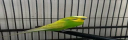 Budgerigars birds for sale: Male budgie - Advert 1