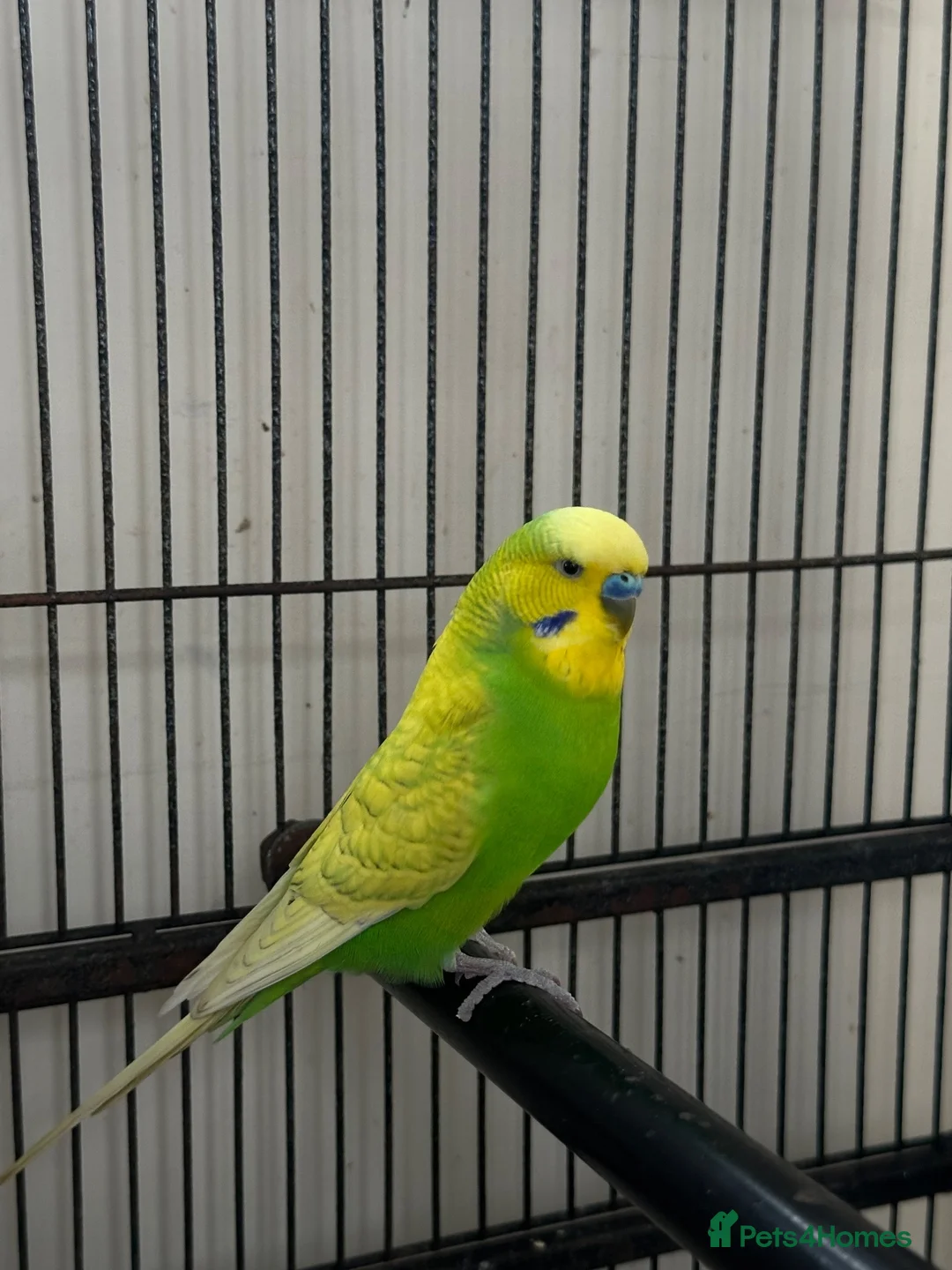 Budgerigars birds for sale: Male budgie - Advert 1